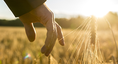 Hand touching wheat in a wheat field
